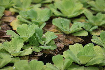 Water lettuce (Pistia stratiotes) floating plants grow on ponds and rivers. It is very green and looks like flowers on top of the water. These water lettuce plants keep the river water fresh and heal	