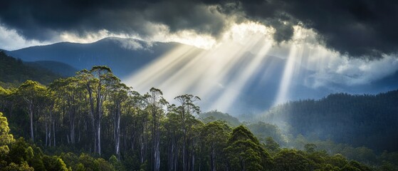 A dramatic storm rolling over the Tarkine Rainforest, the largest temperate rainforest in Australia