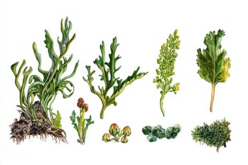 Illustration depicting various parts of Cladonia plant alongside each other for educational research