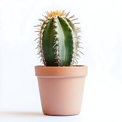 succulent Cactus in a pot isolated on white background.