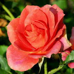 Rose mit KI erstellt