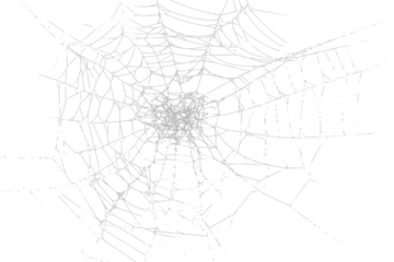 White spider web, cut out