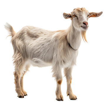 Adorable Goat Pictures: Breed ID & Care Guide on transparent background