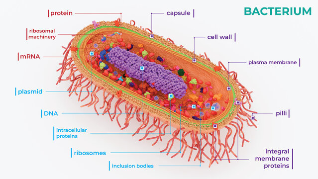 3d illustration of a bacterial cell with style 1 labelled structures and white background