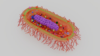 3d illustration of a bacterial cell with detailed structures and grey background