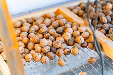 Walnuts in their shells are stored in a dry and ventilated room.