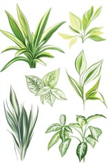 Fototapeta premium Illustration showcasing various parts of Chlorophytum comosum with detailed renderings of the plant characteristics