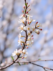 Blossoming branch of sea-buckthorn in spring time
