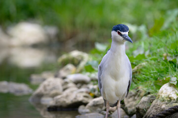 H&eacute;ron Bihoreau 