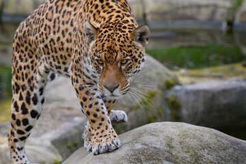 Jaguar sur des rochers 