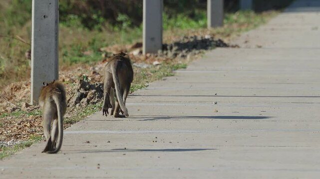 Pair of adult macaques are wlking on tarmac tiles in sunny weather.