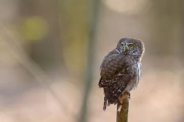 Pygmy owl - sóweczka 