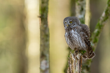 Pygmy owl - sóweczka 