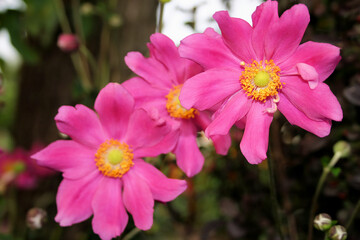 Anemone mit KI erstellt