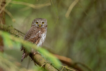 Pygmy owl - sóweczka 