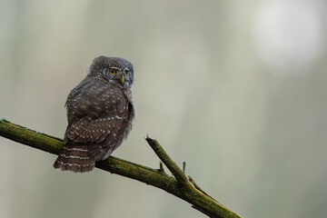 Pygmy owl - sóweczka 