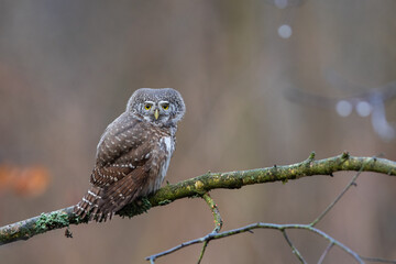 Pygmy owl - sóweczka 