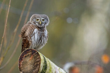 Pygmy owl - sóweczka 