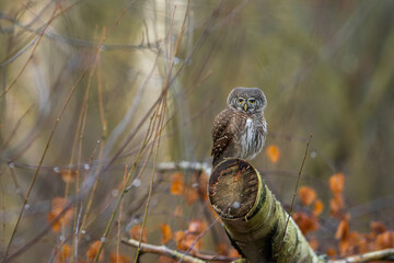 Pygmy owl - sóweczka 