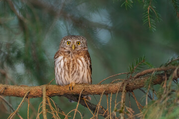 Pygmy owl - sóweczka 