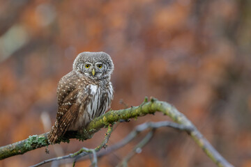 Pygmy owl - sóweczka 