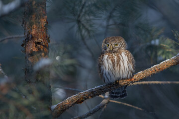 Pygmy owl - sóweczka 