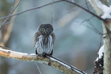 Pygmy owl - sóweczka 