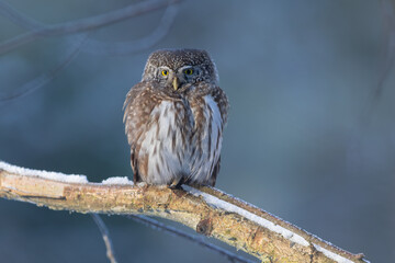 Pygmy owl - sóweczka 