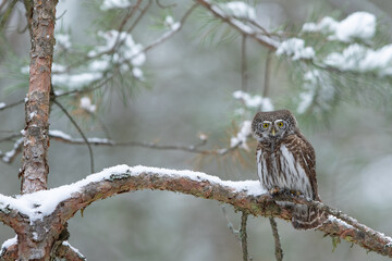 Pygmy owl - sóweczka 