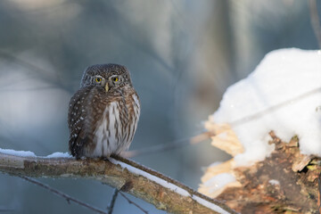 Pygmy owl - sóweczka 