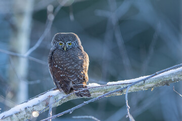 Pygmy owl - sóweczka 