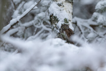 Pygmy owl - sóweczka 