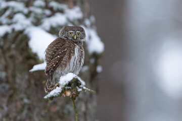 Pygmy owl - sóweczka 
