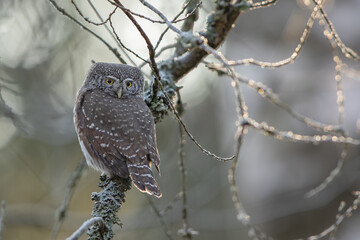 Pygmy owl - sóweczka 