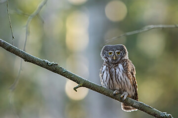 Pygmy owl - sóweczka 