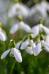 AUT, Fruehling, Blumen, Fruelingsboten
