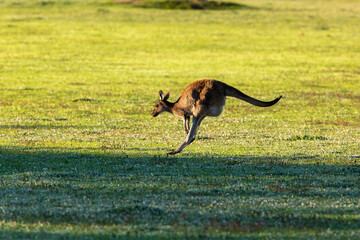 Female kangaroo hopping on grassy field, Dryandra, Western Australia