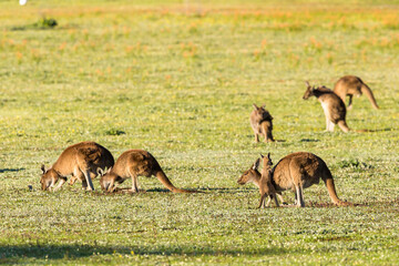 Mob of Kangaroos and joey with mother.  Dryandra, Western Australia