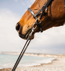 Horse nose close-up against the background of the beach and sea