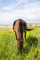 Brown horse with mane on green field against sky