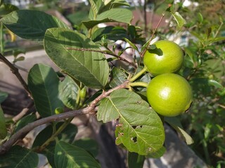 Guava Fruits on the Tree