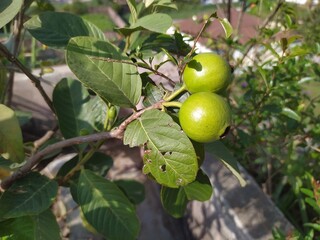 Guava Fruits on the Tree