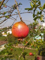 pomegranate fruit on tree