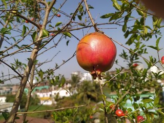 Ripe Pomegranate on the Branch