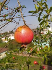 pomegranate fruit on tree