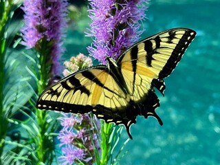 A yellow and black Eastern Tiger Swallowtail butterfly with its wings spread open is perched on a stalk of purple flowers.