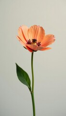 A flower isolated on a plain gray or beige background, minimalist, simple