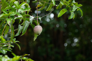 Fototapeta premium Lone Mango growing on a lush green mango tree in the garden