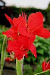 Blumenrohr mit KI erstellt