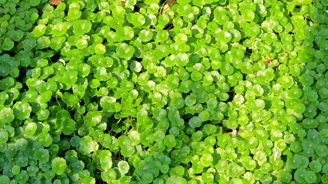 Centella asiatica , asiatic pennywort, gotu kola green leaf use for herb.